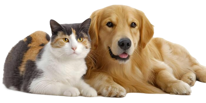 Mascotas